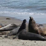 Seals jousting on the beach